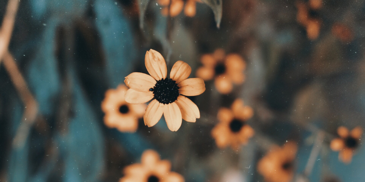 little dry sunflowers
