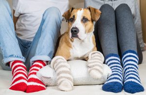Two people and their dog in colorful socks sitting on the bed in the bedroom