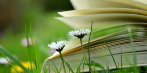 An open book in a field of grass and wildflowers